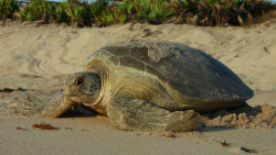 mothernaturenetwork:  How to enjoy sea turtles without harming themNesting season has begun in Florida, home to 90 percent of the sea turtle nests in the United States.