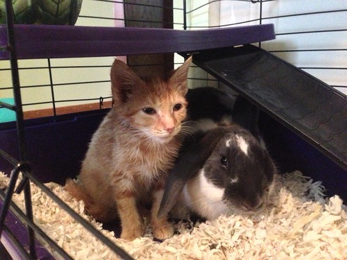 A story of a kitten and his unlikely companion...