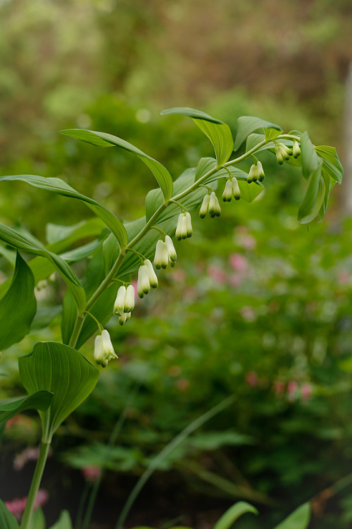 Vintage pink and chartreuse faded winter hellebore add their charm amid the tall arching stems of th