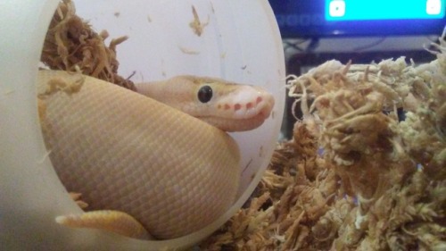 oriandico: He was very skeptical of leaving his hide at first.