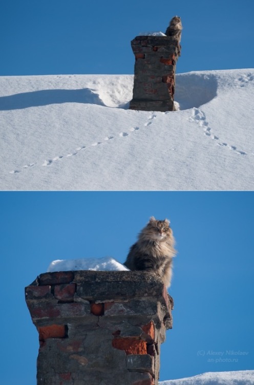 mostlycatsmostly:(via Alexei Nikolaev)