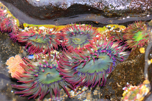 libutron:Untitled by Kevin Council Anemones in tide pool, Oregon, US