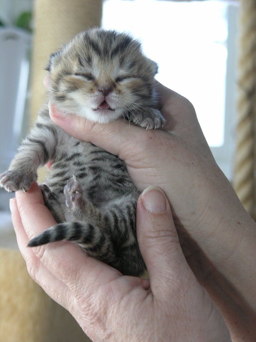 justcatposts:  HE’S SO SMALL