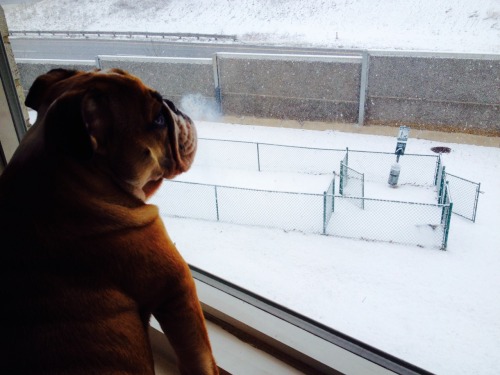 Watching the snow