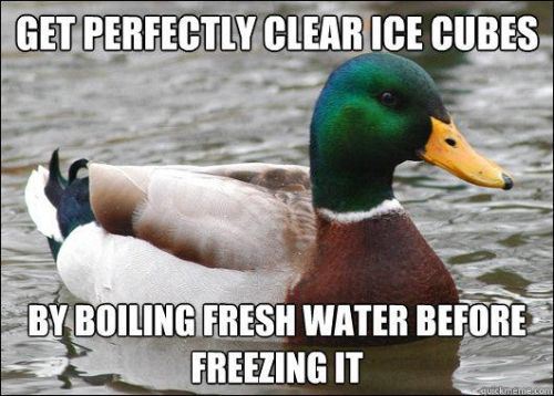 moriartygodofmischief:This mallard is a friggin genius