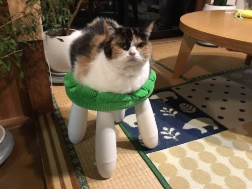 Lieutenant Dan, You Got New Legs #cats #cutecats #bestmeow