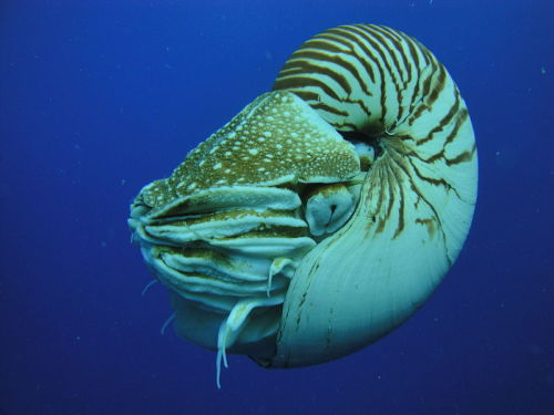 biraz da bilim:bu cicişin adı nautilus pompilius, kafadan bacaklıların su altında ikamet edenlerinde