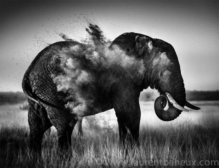Laurent Baheux