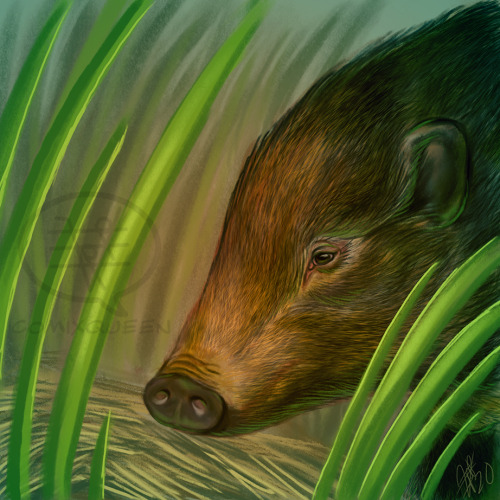 Closing in on the last of my March Mammal Madness art, just a few more beyond these two.Trumpeter sw