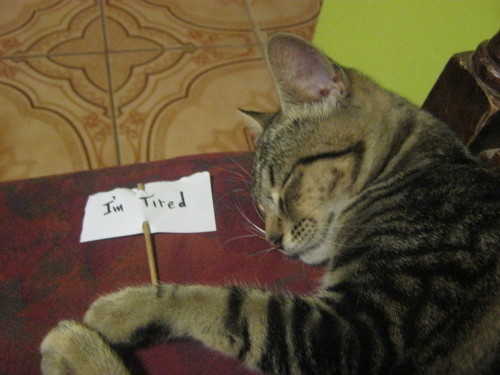 anyu-16:  my cat >.<