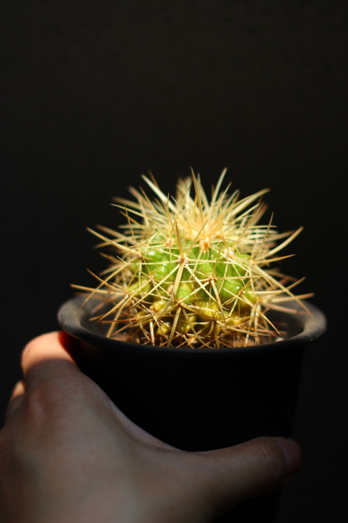 Echinocactus grusonii山城愛仙園の店主が、長年かけてつくりあげた金鯱。