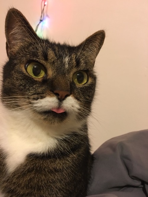 unflatteringcatselfies:  Feet? Stacked. Tongue? Out.  Pay attention people. This is how it’s done.   (her name is Fusa)