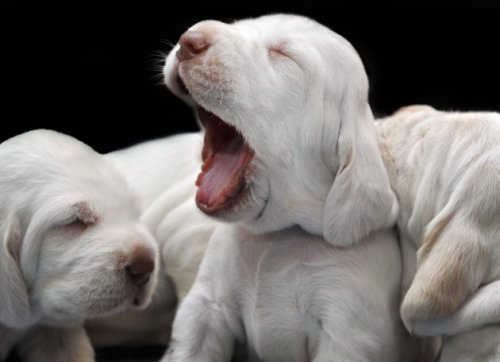 lickystickypickyshe: Puppies in their first 3 weeks.