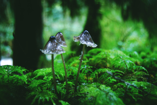 tuaari:rainforest