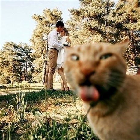 squinty-cat - Funny cats pics, gifs & videos
▶️ Titus Squinty Cat
