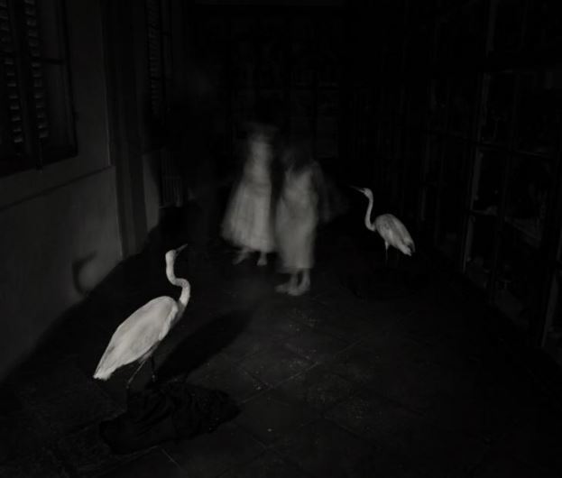 realityayslum:  Martina Bacigalupo  From Fiore del Mio Pericolo (Pianissimo, Parte