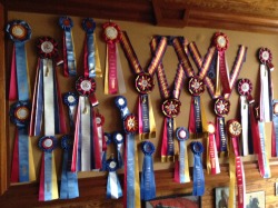 daretodreamabouthorses:  Ribbon wall at the