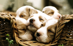 basket o’ cute