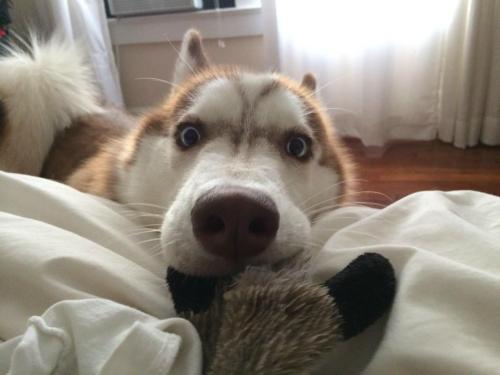 cute-pet-animals-aww:  Today I told my dog she was adopted. 