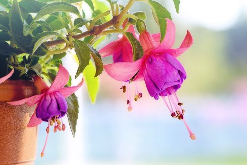 selection of different varieties of Pink, Purple & Blue Fuchsia Flowers