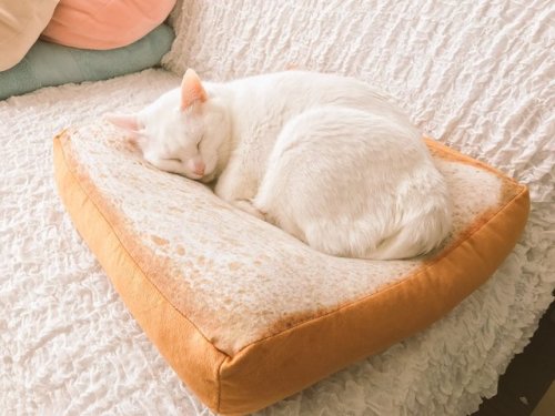 vitalinformations:[Image Description: Two beautiful photos of a white cat sleeping curled up on a cu