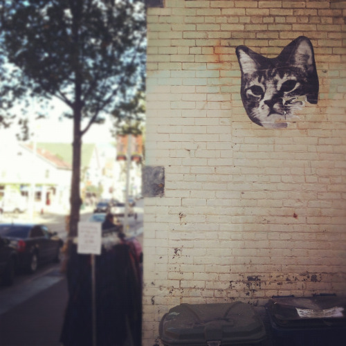 thecats-meoww.tumblr.com/post/42295654671/