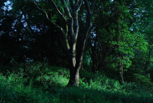 buron: Midsummer in the Sacred Grove (9) ©buron - June ‘14