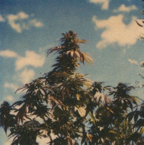 weed-for-you:  HIGH TIMES!!!!