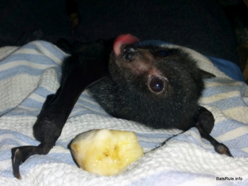 batsrule-info - http - //batsrule.info/2018/10/rehab-megabat-black-ma...