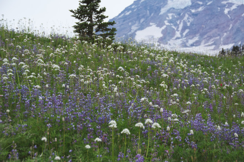 Meadows at Mount Rainier National Park