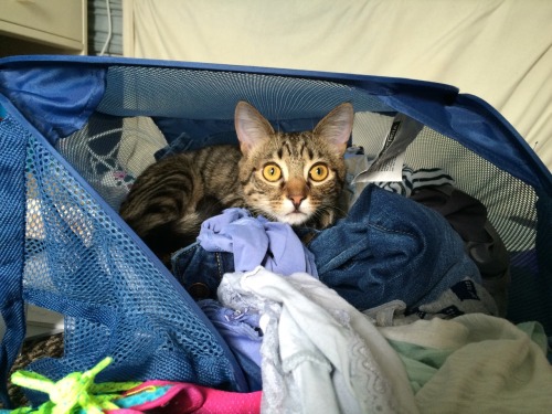 ashlynreed:  Quill, you are not dirty laundry. This is no place for a nap.
