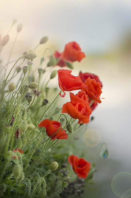 Poppy Haze by Jacky Parker Floral Art on Flickr.