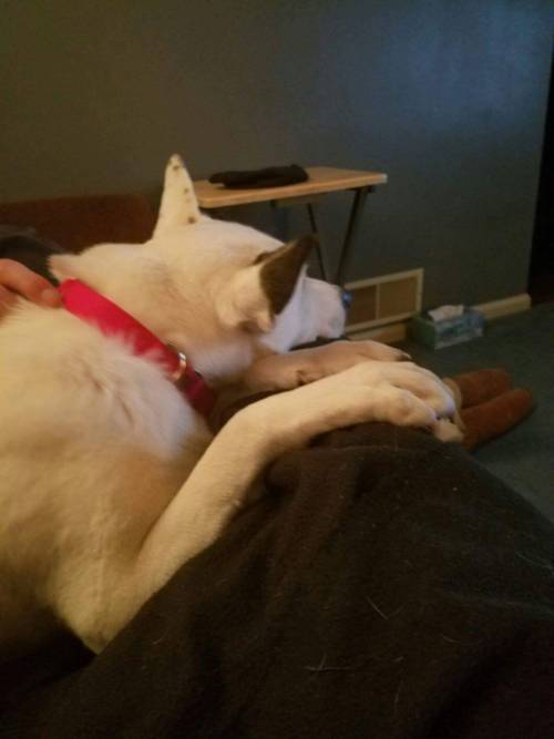 antiva-is-for-lovers:In light of last night’s events, here are some pictures of my family’s new adop