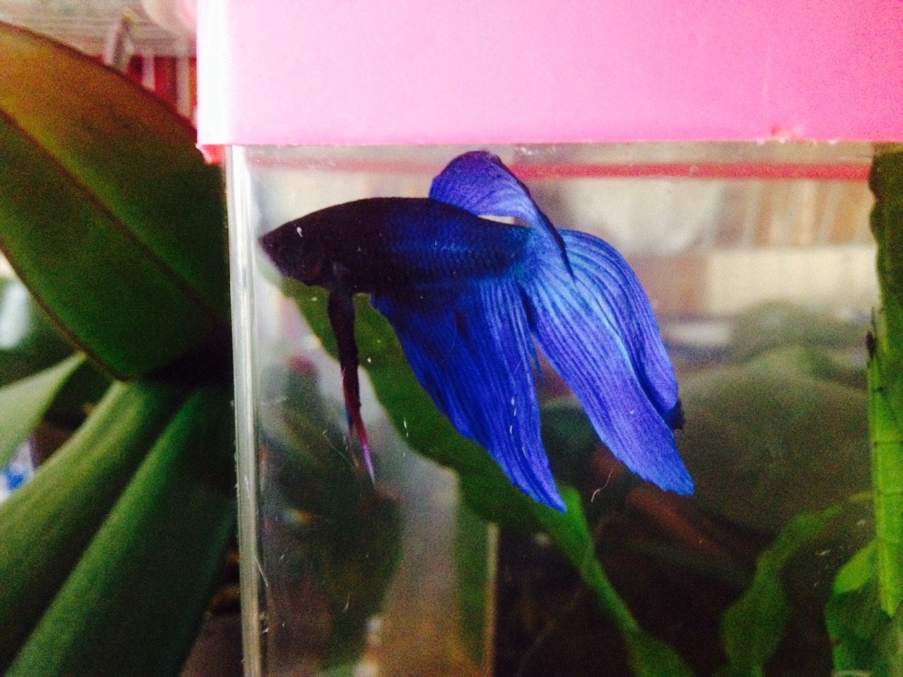 Mørk is such a pretty boy~