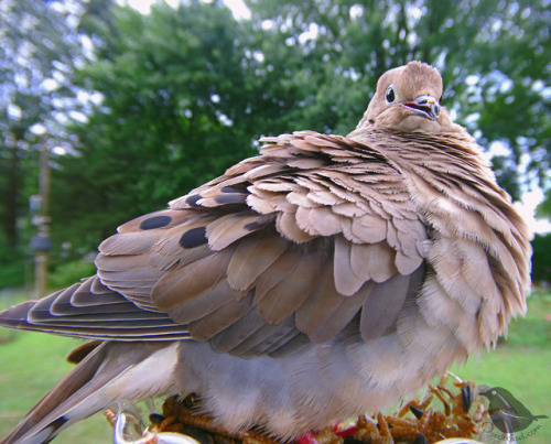 ostdrossel:Friendly baby Dove practising what the adults do.