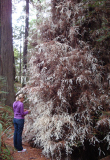 sixpenceee: An albino redwood tree is unable to produce chlorophyll, so it produces white needles instead of green ones. In order to survive it must join its roots to the roots of a normal redwood tree, from which it must obtain nutrients. 