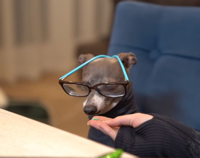 Jenna marbles dog turtleneck deals