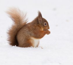 pagewoman:  Red Squirrel, Cairgorms, Scotland via wildlife u.k 
