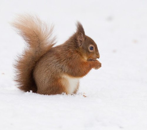 Porn photo pagewoman:  Red Squirrel, Cairgorms, Scotland