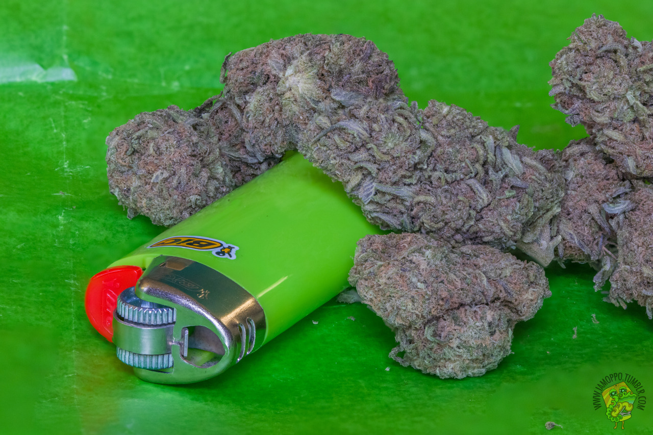 iamoppo:Mr. Nice (G13 x Hash Plant)