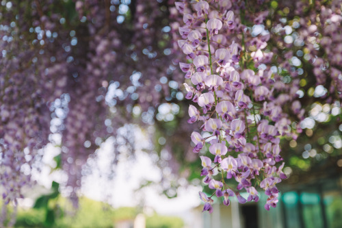 boohwanj:2022-05-01Spring, Wisteria flowerCanon EOS R3 + RF15-35mm f2.8L ISInstagram  |  hwantastic7