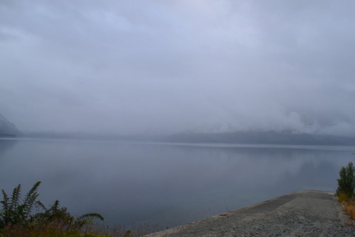 coigues y lagos Maihue, Región de los Ríos, Chile. 
