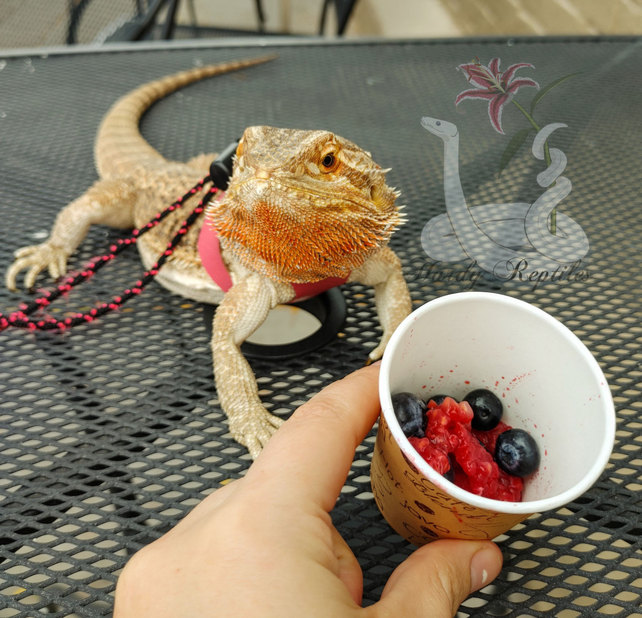 Bearded Dragon Basics