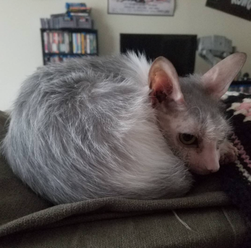 catsbeaversandducks:Possum is definitely the cutest ugly cat in the world.Photos by Possum