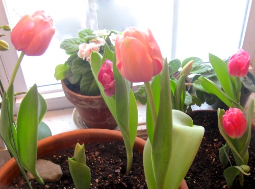 Tulips by the window! My indoor spring continues to emerge.