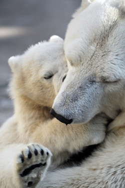 wonderous-world:  Mother and Cub by Sergey Skleznev  