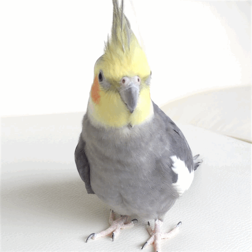 mylovelybirds:  224_2014       