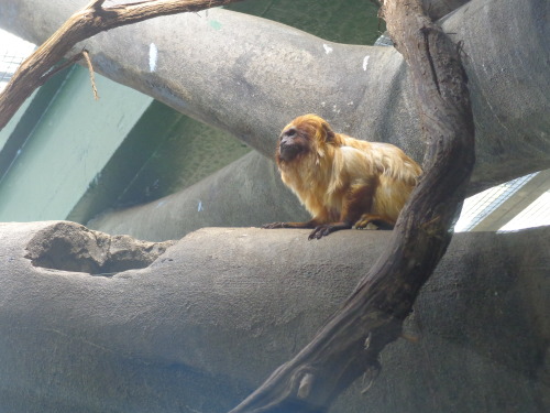 Golden lion tamarin at the Smithsonian National Zoo in Washington D.C.