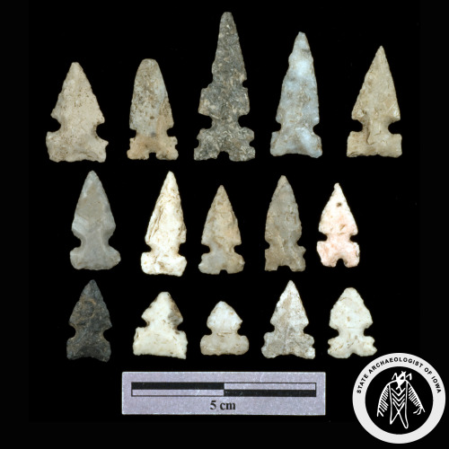 iowaarchaeology: Here is an interesting array of Late Prehistoric arrowheads, some with multiple not