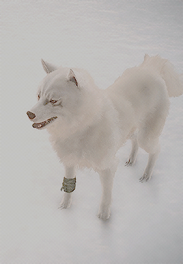 You: So cute!Lunafreya: *chuckles* 